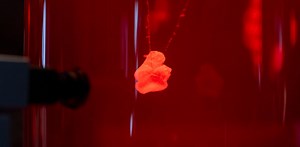 iPS細胞からできた｢ミニ心臓｣。その注目度は、まるで“月の石”