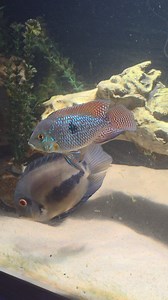 Do You Have A Pearl Cichlid. Part of the Geo Family the colors stand out but due to aggressive behavior nobody really keeps them. Firemouth Cichlid also display territorial or courtship behaviors by flaring out their bright red throat and belly. My Favorite Red spotted severum, i would keep a whole tank of them. Uaru of Course tries to steal the show!! | Antoine Michael