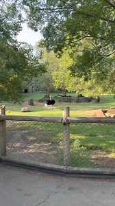 126K views · 6.4K reactions | Myrtle showing off for the camera. | Cincinnati Zoo & Botanical Garden | Facebook