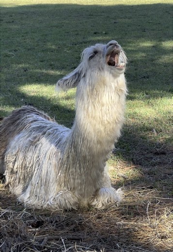 Talking Llamas: Hilarious Farm Animal Moments