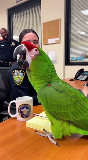 The parrot opens its beak wide and 'sings' with hea