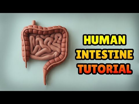 🔴 DIY How to Make HUMAN INTESTINE - DIGESTIVE SYSTEM MODEL - Polymer Clay, plastilina Tutorial