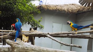 Real footage of wild parrots in their natural habitat