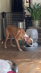 So thankful that Trooper is drinking water on his own. We had been giving him subcutaneous (under the skin) fluids twice a week at one point in time, to keep him from getting dehydrated. Yes, that’s Baran photo-bombing. | Dog Town Canine Rescue