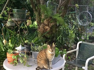 The Feline Five ~ a Poem About Cats