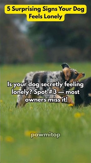 Is Your Dog Lonely? 5 Hidden Signs Most Owners Miss