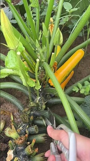 How to Prune Zucchini Plants for Better Growth