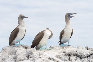 What Animals Can You See on the Galapagos Islands? Top 10 Sightings