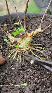 27K views · 252 reactions | Root thinning process  #bonsaitree #waterjasmin | Karimun Java | Facebook