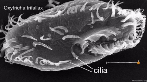 Introduction to cilia, flagella and pseudopodia