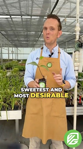 Barbie Pink Guava: The Sweetest Exotic Fruit! #shorts