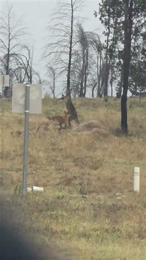 Dingoes Take Down Kangaroo