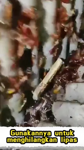 #Cockroach Bait #Effective #convenient This cockroach bait can effectively get rid of cockroaches in your home. As long as one cockroach eats it, it will have a chain reaction on other cockroaches when it returns to its nest, thus achieving the effect of eliminating cockroaches.