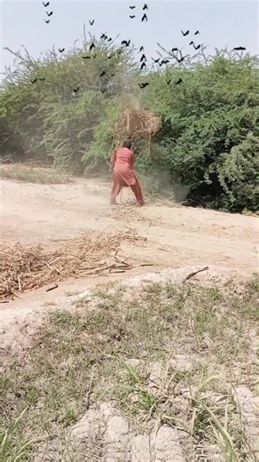 Amazing Hunting For falcon #viralpost2025シ #fbreels2025ツ #farming #birds | Zero X Hunter