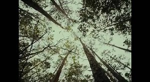 Made from deer antler, whiskey barrel wood, and Tungsten Carbide. The “Natural” ring brings a rustic aesthetic that fits the personality of the outdoorsman and adventurer. | Vintage Gentlemen | Facebook