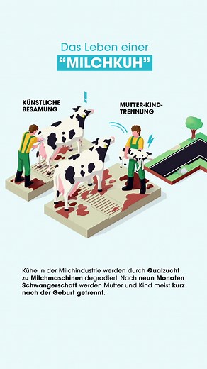 Schmerzen, Dreck, Misshandlung, Tod: So lässt sich das Leben von sogenannten Milchkühen in der #Milchindustrie in etwa zusammenfassen. 💔 ​ ​Welche Etappen die Tiere in ihrem kurzen und leidvollen Leben durchlaufen müssen, erfahrt ihr hier. 👆