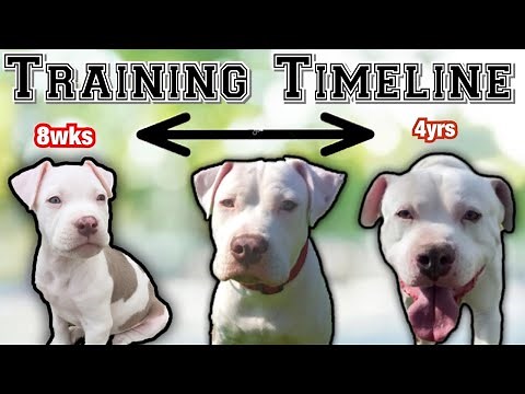 Complete Pit bull puppy Training Schedule by AGE!