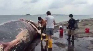 88K views · 638 reactions | Some Lee Kong Chian Natural History Museum staff have started inserting metal tubes into the dead sperm whale spotted at Jurong Island yesterday. Find out why: bit.ly/1KWbXzX | CNA | Facebook
