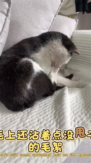 Kitty's Bedtime Routine: First a wild play session, then grooming itself all neat.