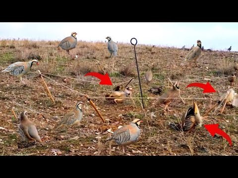 Incredible Bird Trap Technique You Must See #MauntainChukarHunting