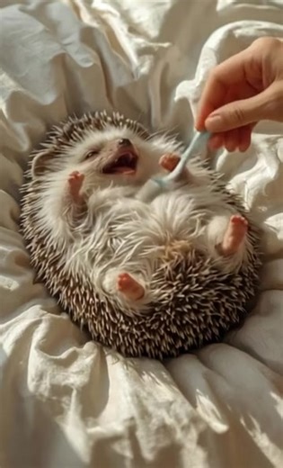 Red Fat Cat на TikTok