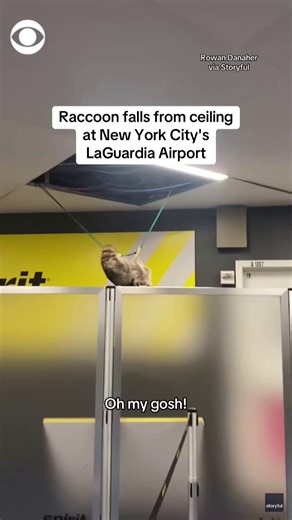 4.4M views · 36K reactions | A raccoon fell out of a Spirit Airlines terminal ceiling at New York's LaGuardia Airport and hung on a wire before dropping to the floor as stunned passengers looked on. There were no injuries, and the raccoon was safely located and released outside. | CBS News | Facebook