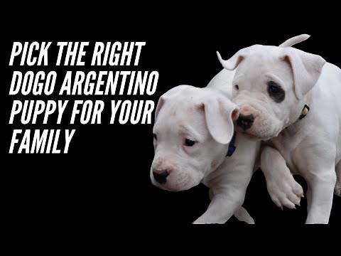 PICK THE RIGHT DOGO ARGENTINO PUPPY ( AN IN DEPTH GUIDE )
