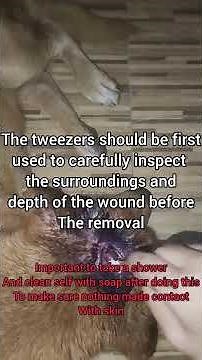 Treating myiasis in a 5 year old dog, maggot infestation removal with tweezers TW: not safe for work