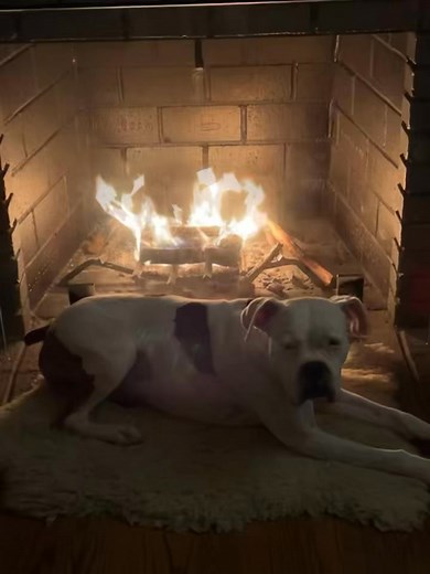 171K views · 3K reactions | Smudge enjoying his new home . We are so grateful for his new family. Heroes adopt. | Adopt a Boxer Rescue | Facebook
