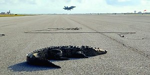 Crocodile causes chaos after refusing to 'budge' from navy airfield runway