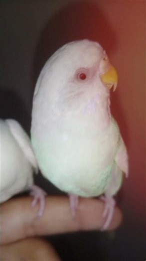 “Playful Budgies Sharing Moments” ( ‪@VibesticWorld‬ )