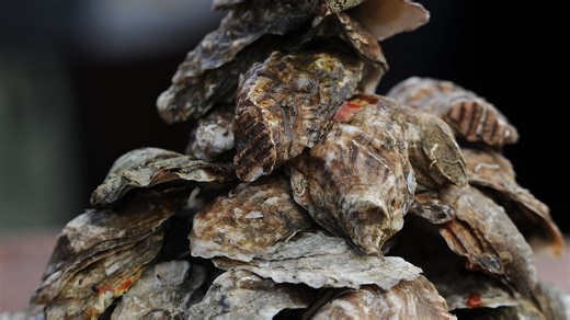 Shuck off, live music, necklace making and more. Make the best of Wellfleet OysterFest.