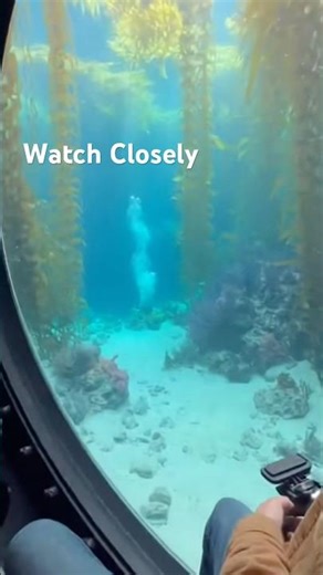 Submarine Catches Unknown Creature