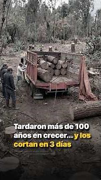 They took over 100 years to grow… and they cut them in 3 days
