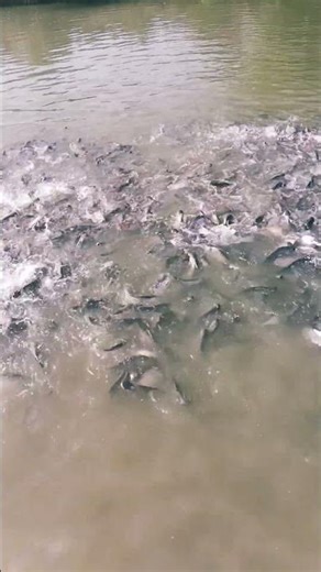 Fish Farming me Safalta ka raj kya h