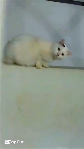 cat Hamara phone kahan gaya 🤔#cat #shorts