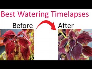 Watering Timelapse: Watch Wilted Plants Come Back to Life