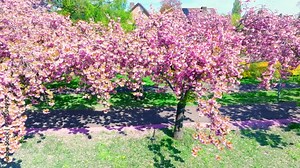 Path through Pink Cherry blossom in full bloom on Cherry trees (Prunus 'Kanzan') during a beautiful spring day.