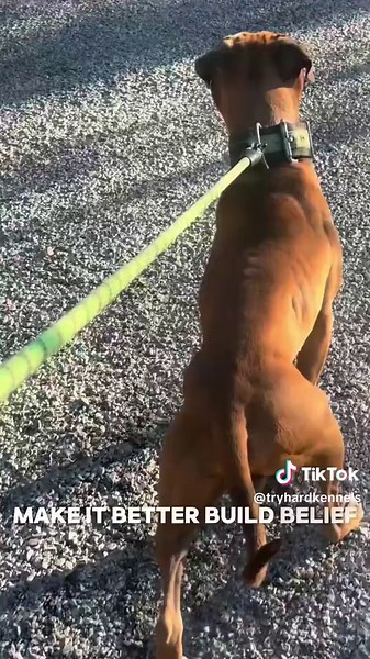 Face it, Fix it.. #apbt #americanpitbullterrier #bulldog #americanpitbullterrier #americanpitbullterriers