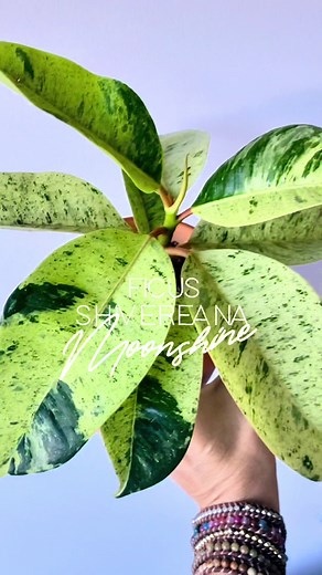 Ficus Elastica ‘Shivereana’ Moonshine I got this plant last year when it was still a hard to find plant and the price was insane compared to what it is now, but I don’t regret buying it for a second! It’s grown so much in one year! Care Info↓↓↓ ☀️ LIGHT: in the summer it sits out on my SE facing deck & gets full sun for most of the day! In the winter & fall I supplement with a grow light. These are sun loving plants! They can and prefer full sun (when acclimated) so make sure you’re giving it as