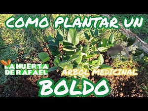 How to plant a boldo tree [Peumus boldus] ||Cultivation of Chilean medicinal boldo | 10th Season