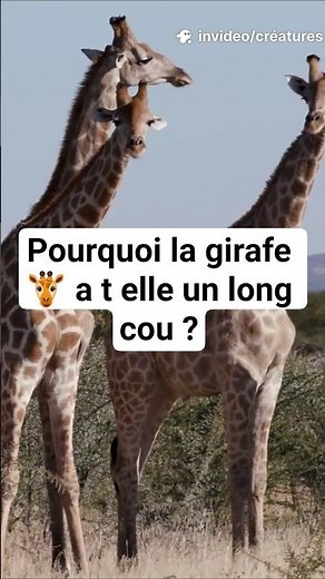 Why does the giraffe 🦒 have a long neck? #shorts #giraffe #nature #animals #ecology