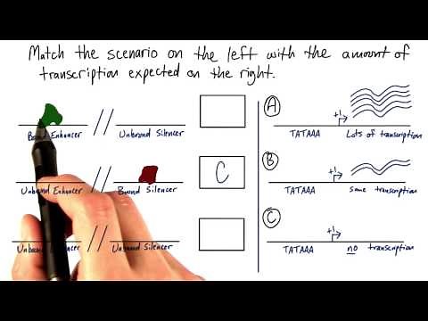 Enhancers and Silencers - Tales from the Genome