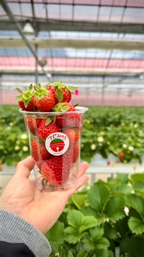 山口県グルメレポ on Instagram: "ー 山口県岩国市廿木（はたき）161-1 「すずみのりいちご農園」 【営業時間】 ⚫︎10:00〜16:00 ※1月1日〜6月上旬 ※インスタの投稿にて営業日をご確認ください 【℡】 ☎︎080-4550-3845 【Email】 ✉︎info@suzuminori-farm.com 【ご予約】 ・予約不可×（先着順） 【駐車場】 □有（20台分） 【いちご摘み・直売所・24時間自動販売機】 ▶︎いちご摘み体験セット…¥1,700 れん乳 または チョコレートソース付 （自動販売機で購入可能） ※カップがいっぱいになるまで摘み放題 ※いちご狩り・食べ放題ではありません ▶︎いちごパック…¥500 ▶︎生いちご100%ジュース…¥900 …etc 〖 Comming Soon 〗 ▷量り売り摘み取り…¥400（100g） ⚠︎ハウス内では注意事項、マナーを守って いちご摘みを楽しみましょう ____________________________________ 岩国市廿木（はたき） 国道2号線沿い、 「いろり山賊 玖珂店」から車で5分