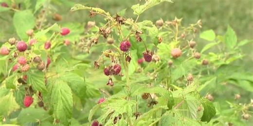 In the Garden: Prepping berry bushes for changing seasons