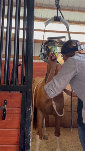 Schedule a float for your horse this Christmas! A dental float should be done annually, but if delayed, your horse will need it before the next scheduled vet care. Some horses require dental care every six months, or more frequently based on your veterinarian’s recommendation. A horse’s first dental visit should be before you put a bit in their mouth, or no later than three to four years old. Dental visits are similar to farrier work and should not be considered optional. They are a crucial part