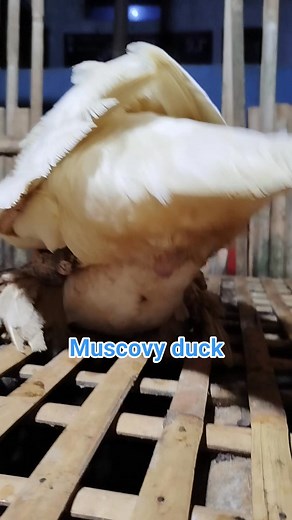 Patos 🦆 muscovy duck🦆🦢🔥 #muscovyduck #duck #patos #pato #pets #muscovy #animals | Iwak Iwak