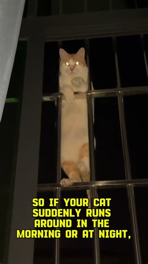 The Mystery of Cat Zoomies, Solved! 🕵️‍♂️🐱