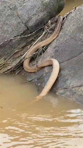 I got the giant python!😱🐍 #reptiles#snake#wildlife#python#animals#florida#nature#alligator#shorts