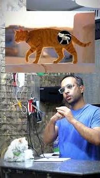 Why your cat is limping